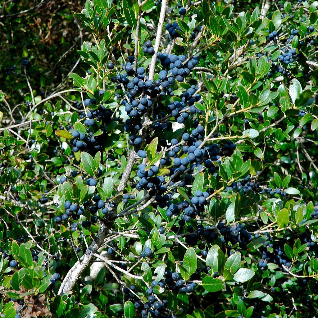 Mirto_montagna