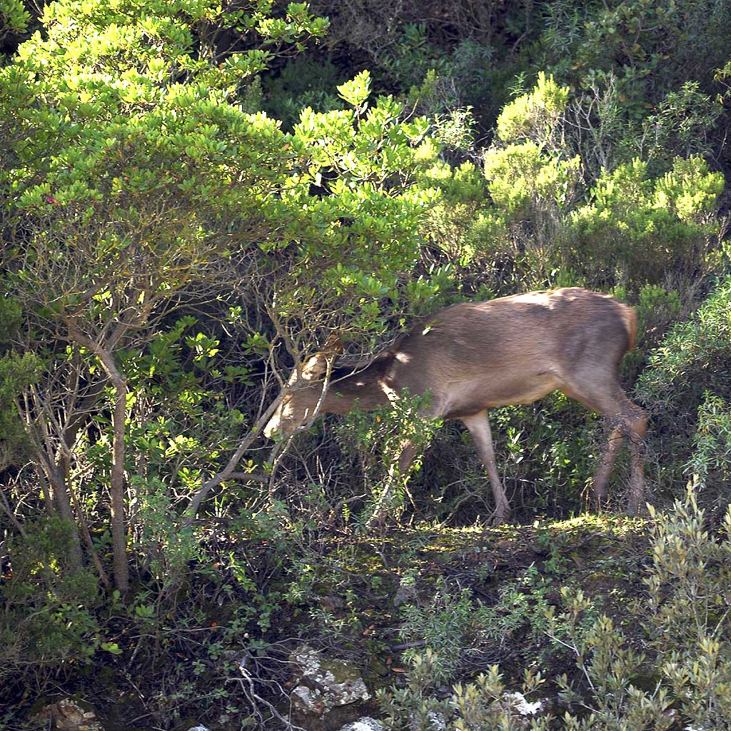 Guspini_foresta_Croccorigas_cervo
