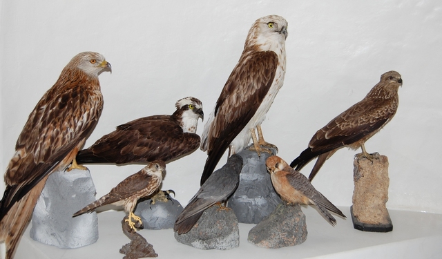 Siddi_Museo_ornitologico_ucerlli