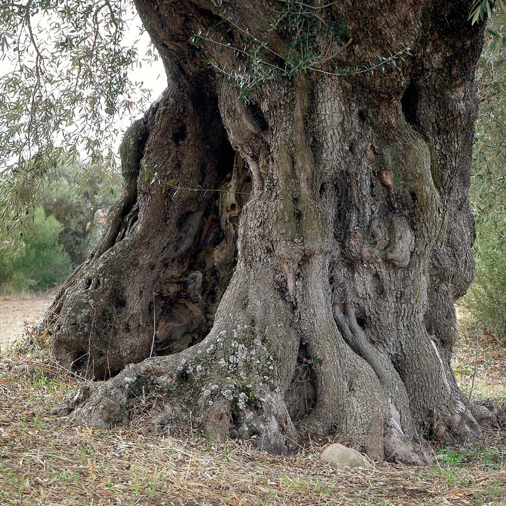 Turri_Ulivi_secolari_Molinu2