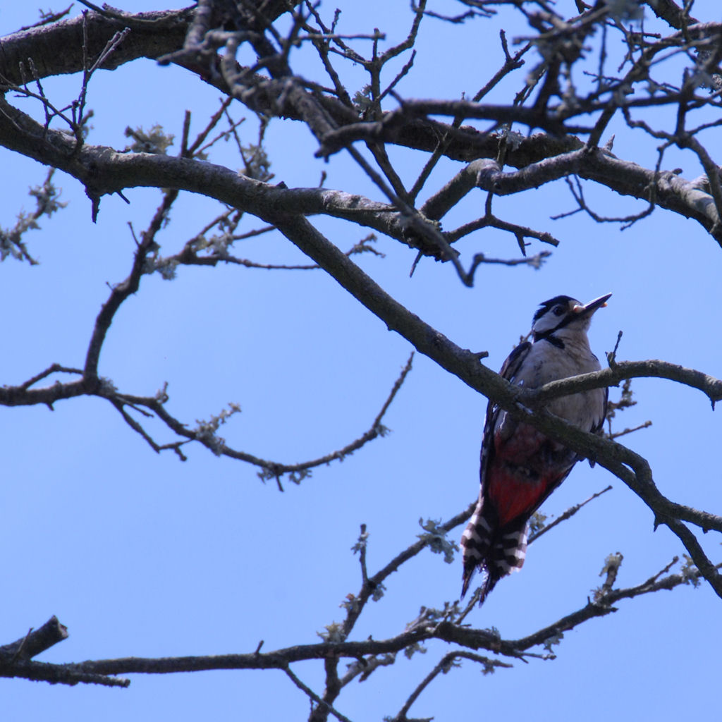Siddi_sa_fogaia_uccello_parco_naturalistico